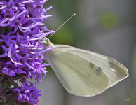 Cabbage White prov 2221